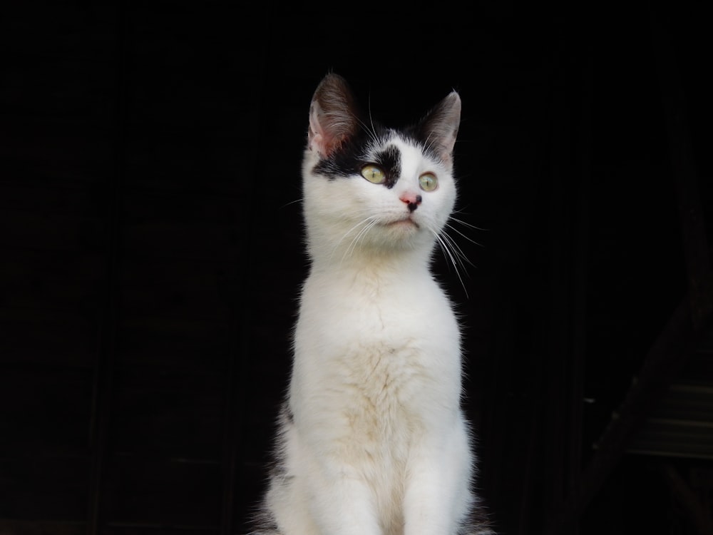 a black and white cat sitting on top of a table