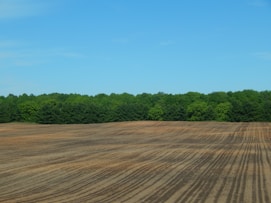 a cleared field with trees in the background