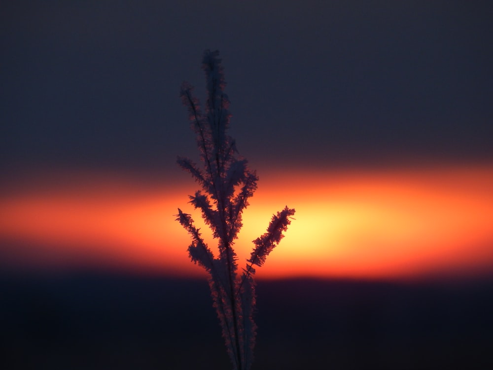 une plante au premier plan avec un coucher de soleil en arrière-plan