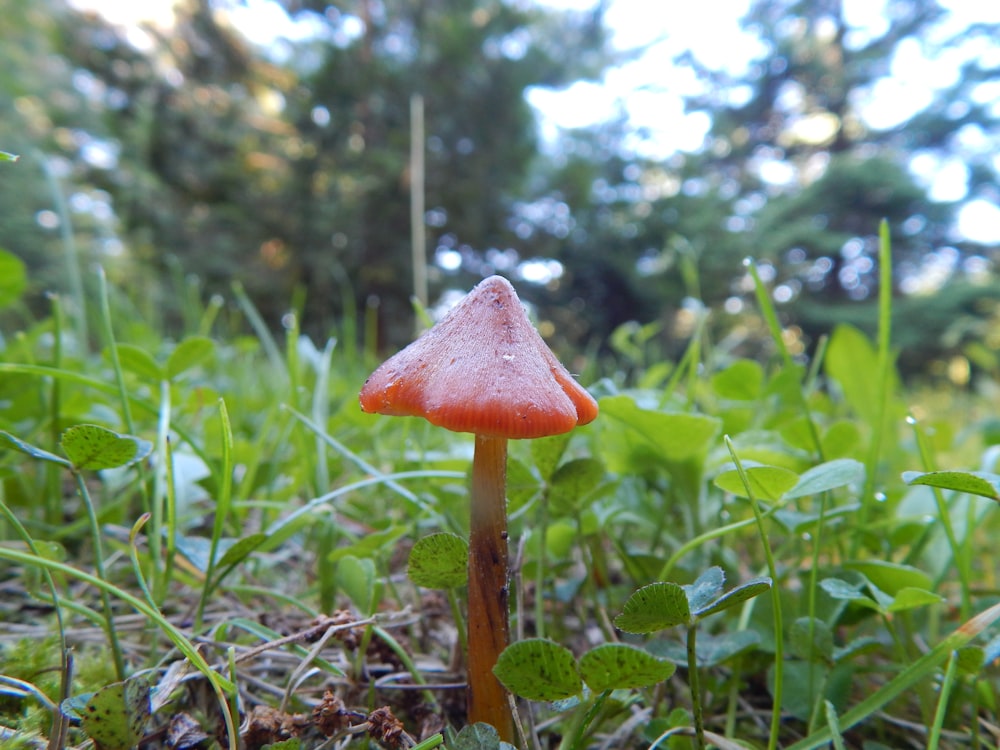 a red mushroom sitting on top of a lush green field