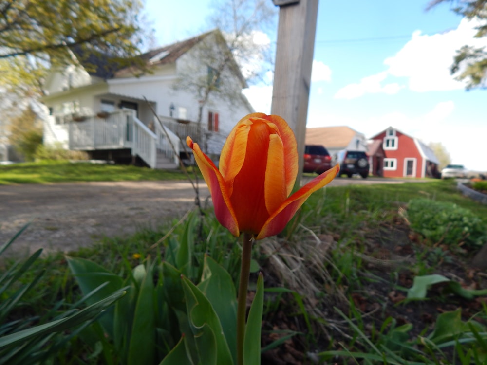 a single orange tulip in front of a house