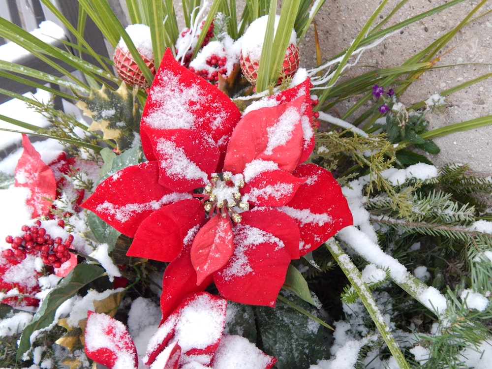 uma poinsettia vermelha e branca coberta de neve