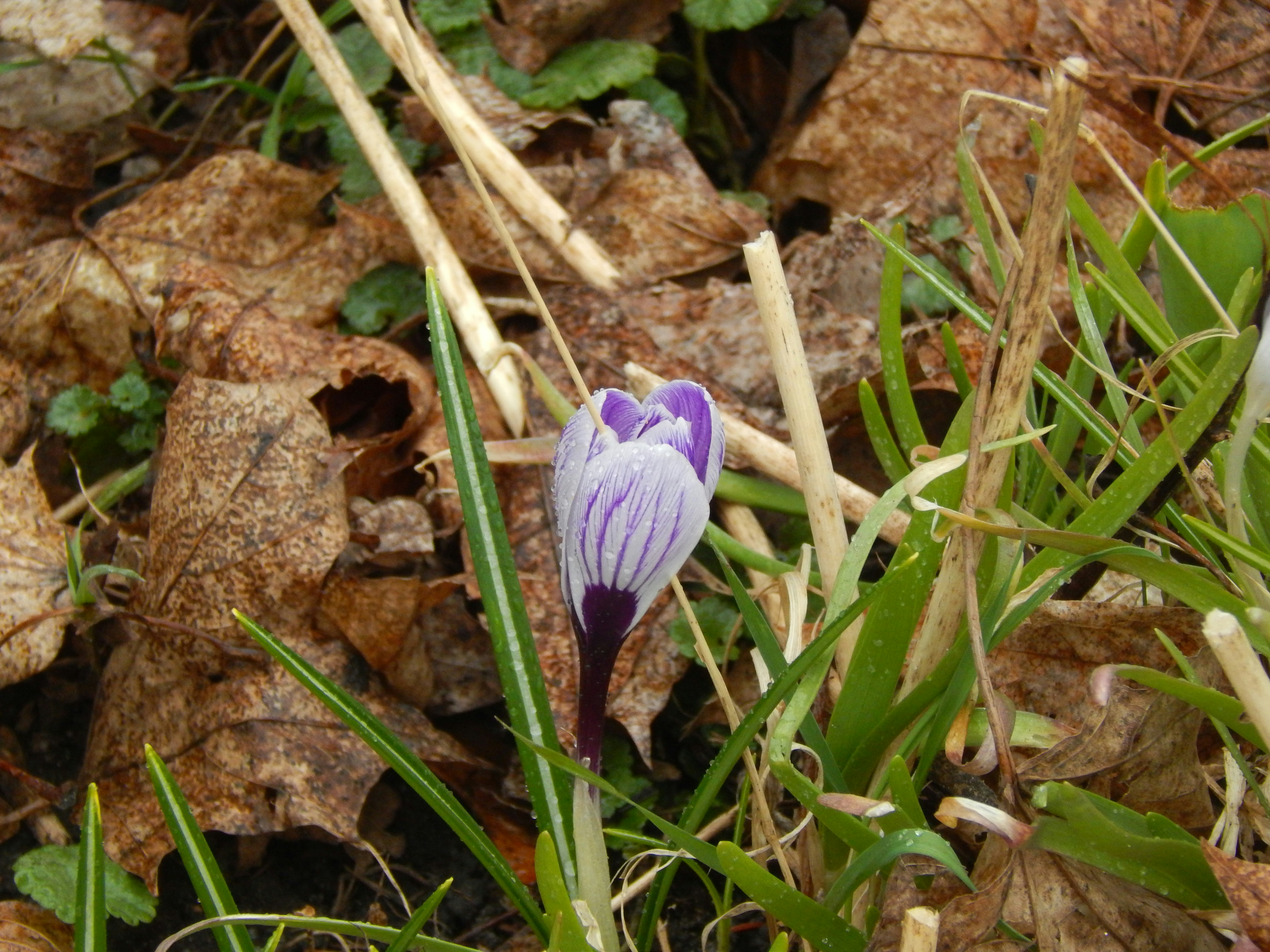 A small purple flower sitting on top of a lush green field photo – Free ...