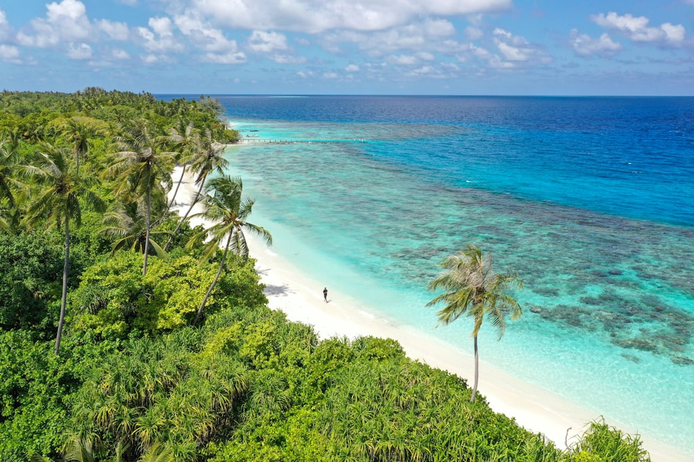 an aerial view of a tropical beach with palm trees