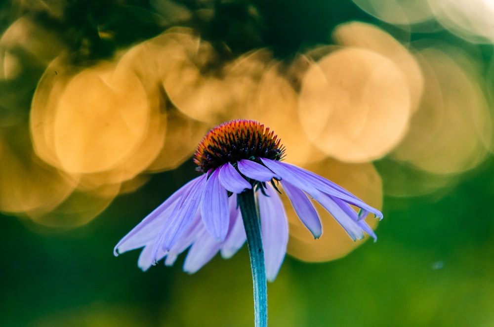 a purple flower with a blurry background