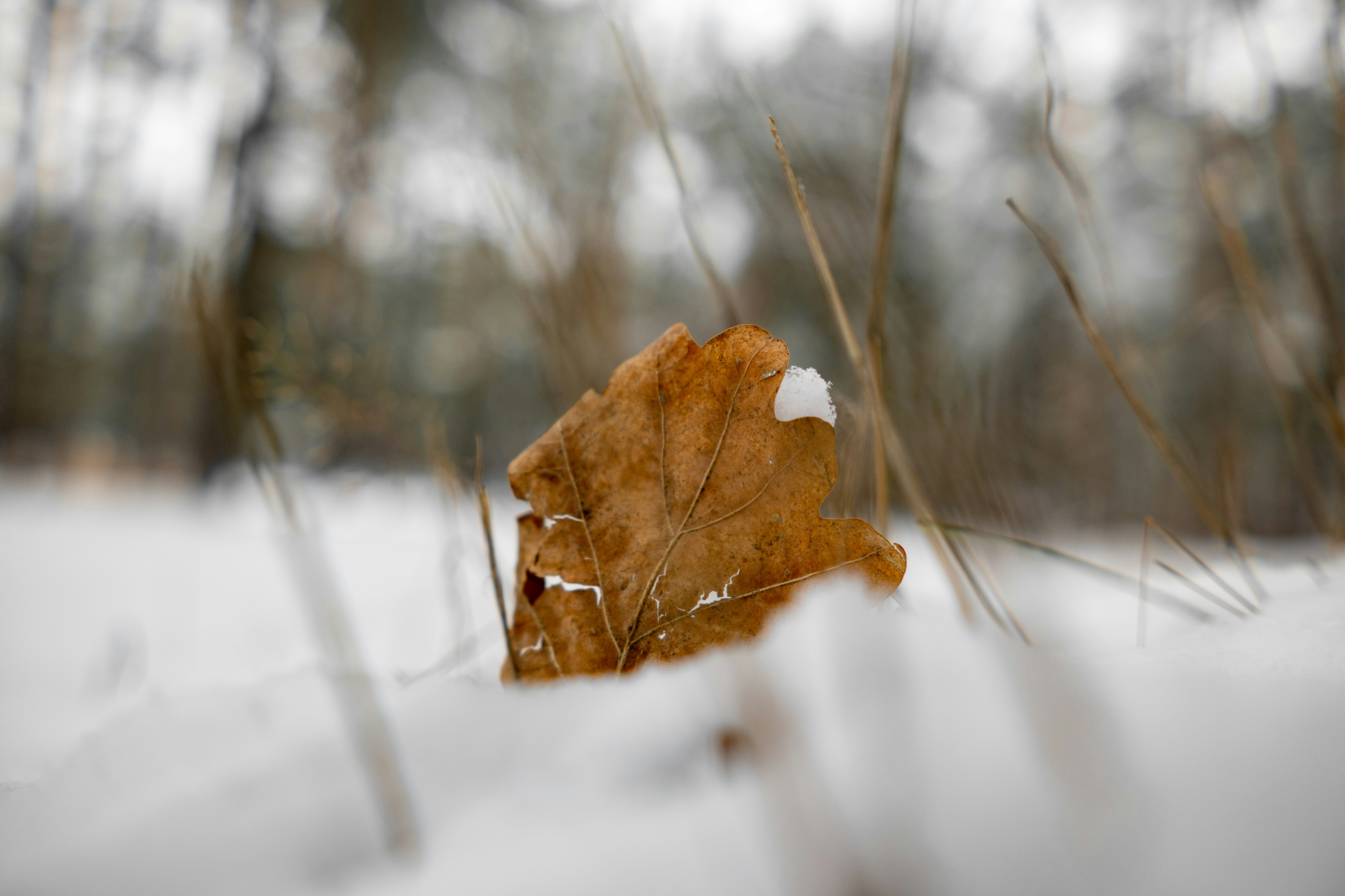 Ein Blatt, das im Schnee liegt
