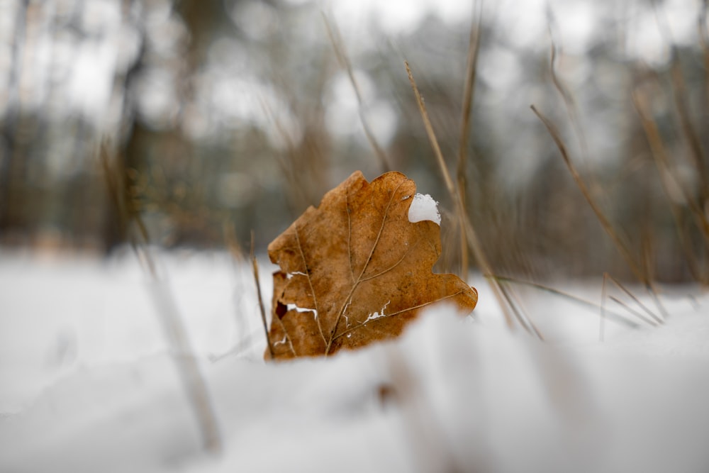 a leaf that is laying in the snow