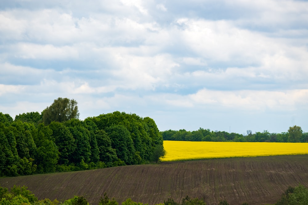 a field of yellow flowers and trees under a cloudy sky