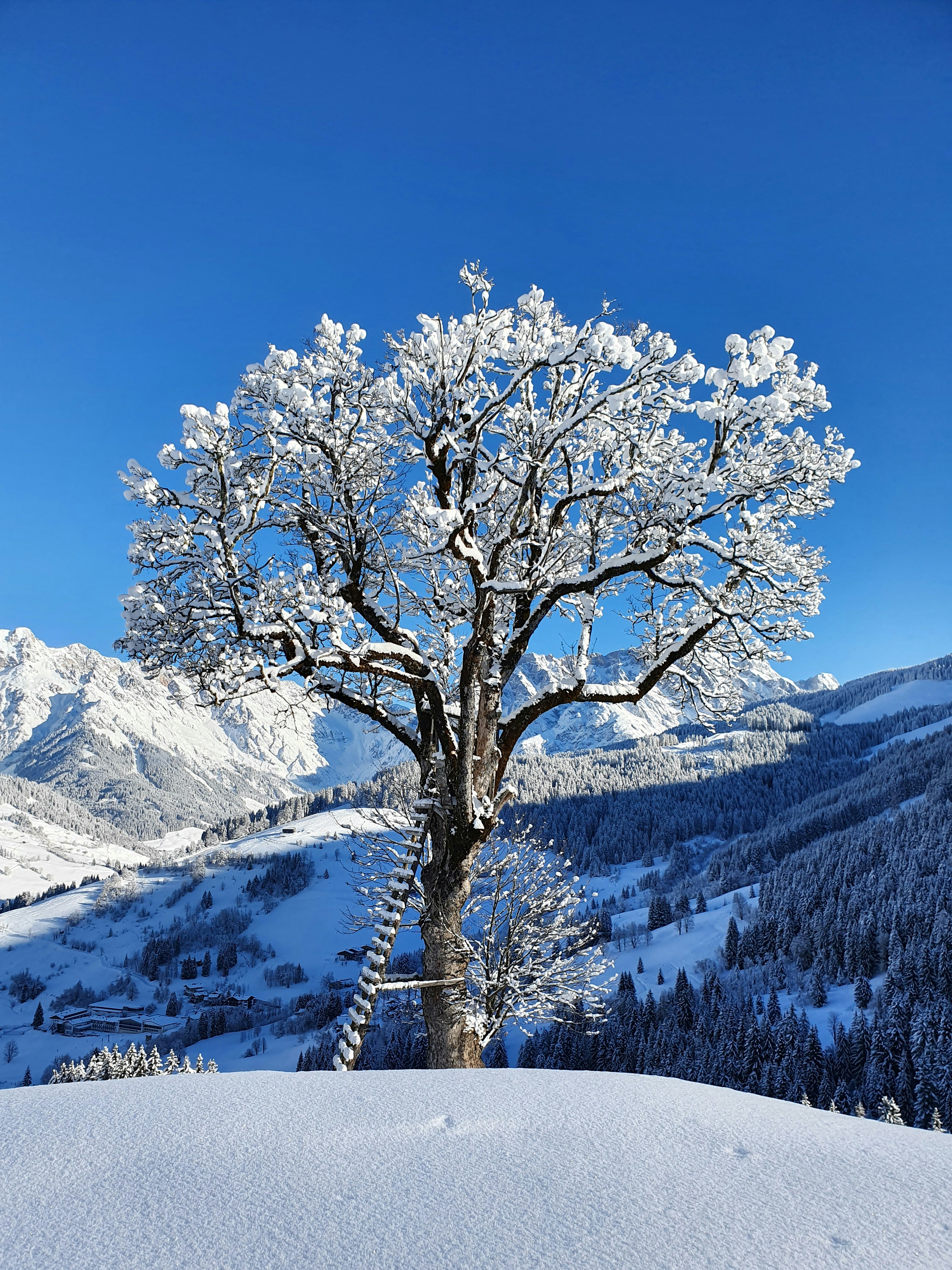 A snow covered tree in the middle of a snowy mountain photo – Free Blue ...