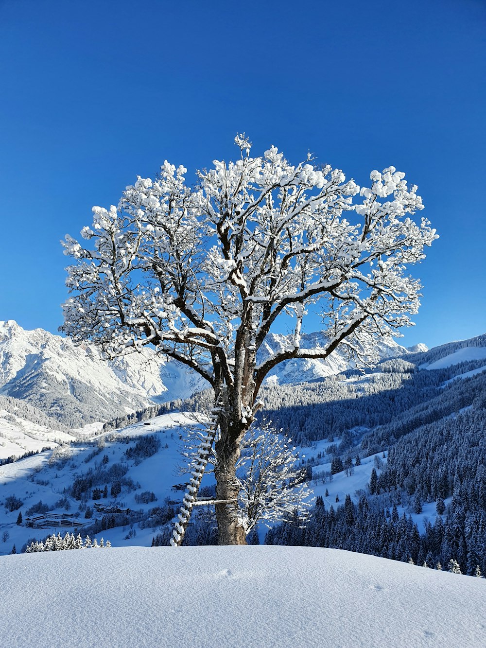 a snow covered tree in the middle of a snowy mountain