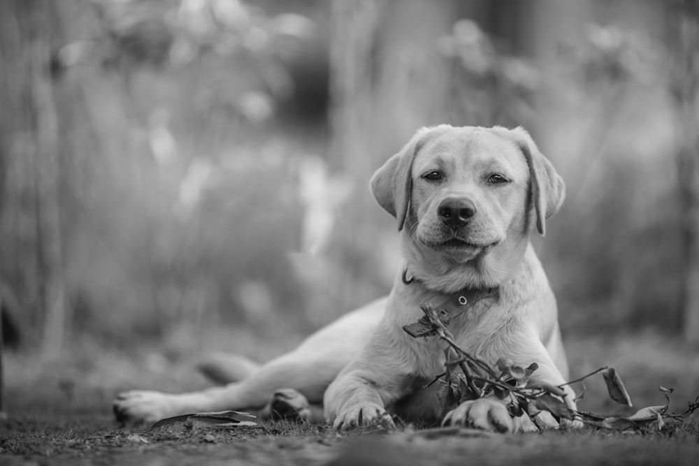 a black and white photo of a dog in the woods