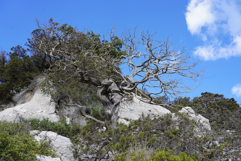 a tree that is growing out of the side of a mountain