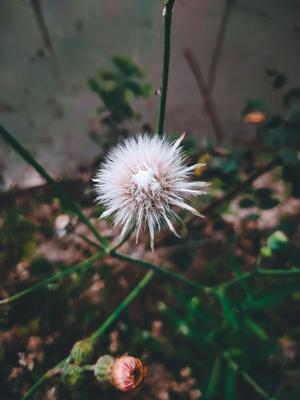 a dandelion in the middle of a field