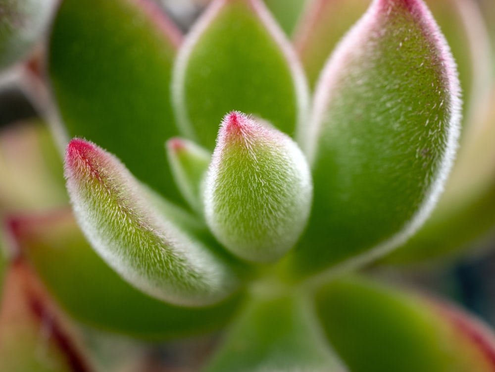 a close up of a green plant with red tips