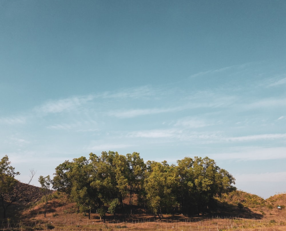 a field with trees and a blue sky in the background