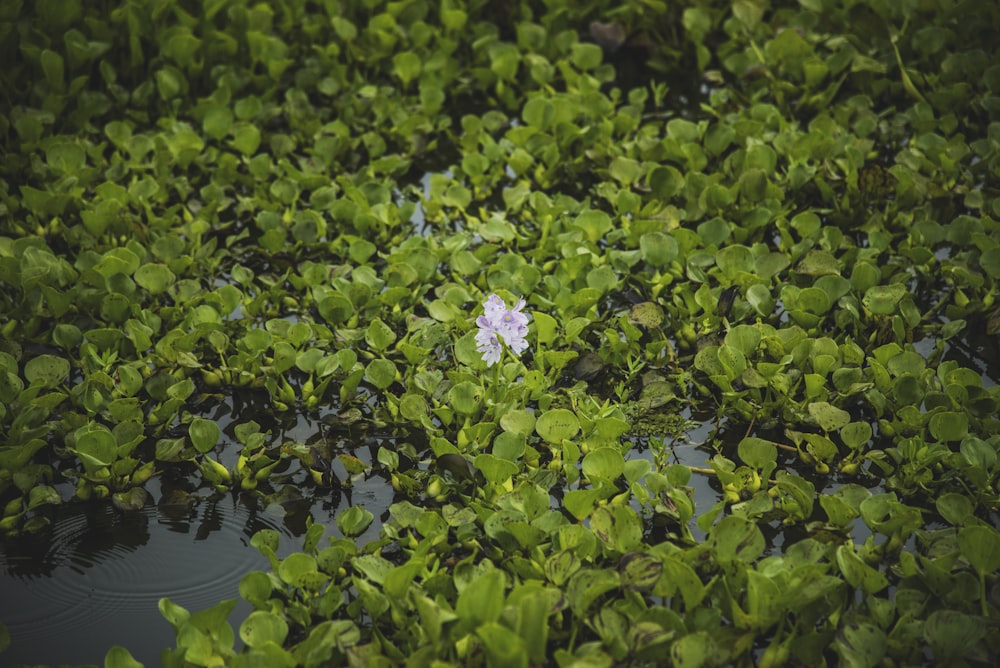 a small white flower sitting in the middle of a swamp