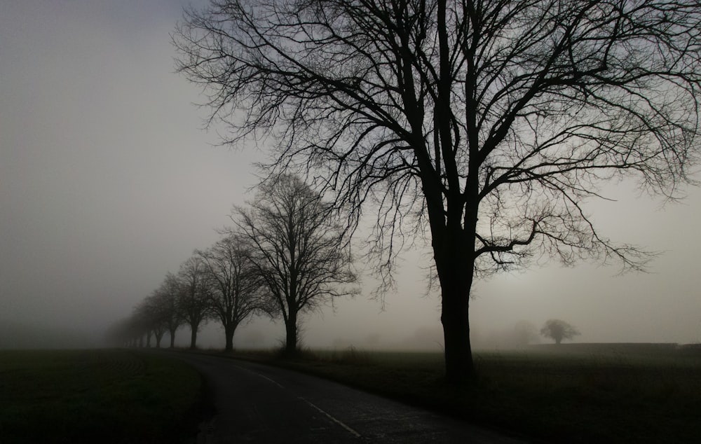a tree lined road in the middle of a foggy field