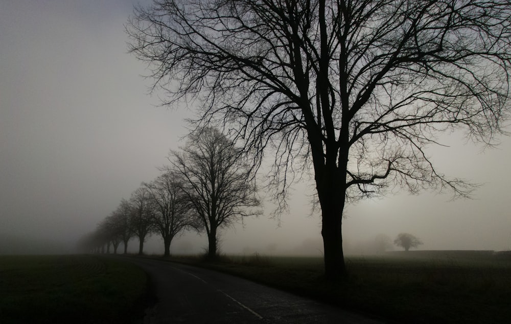 Eine von Bäumen gesäumte Straße inmitten eines nebligen Feldes