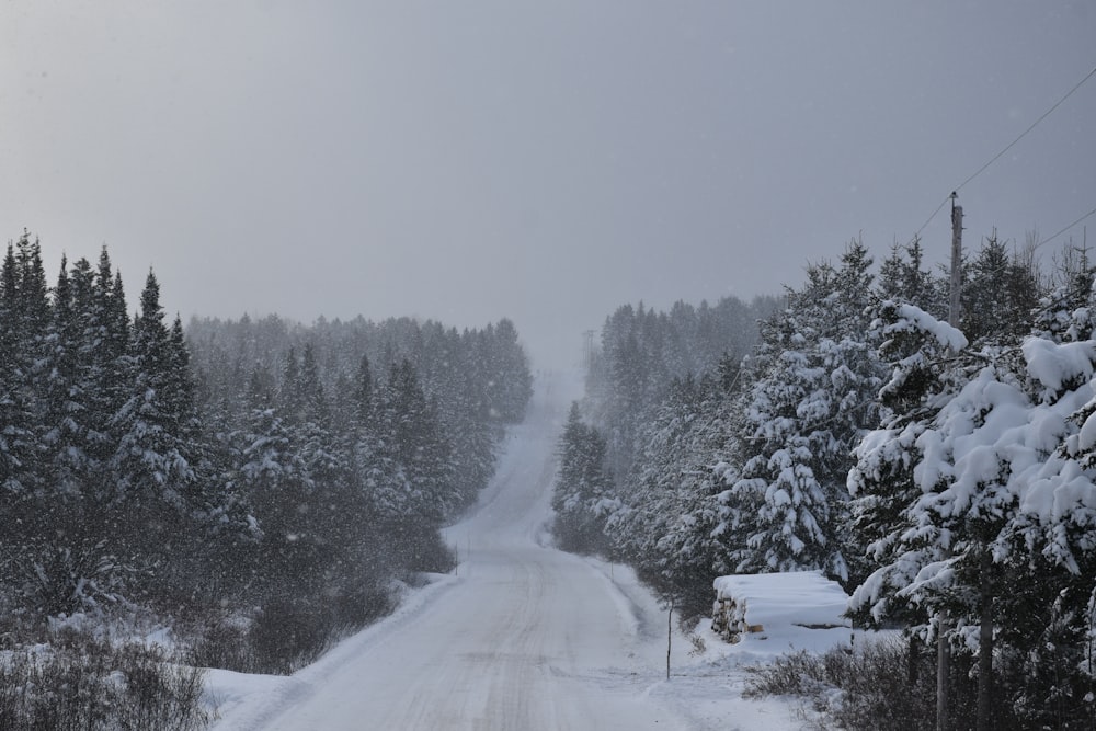 a snow covered road surrounded by pine trees