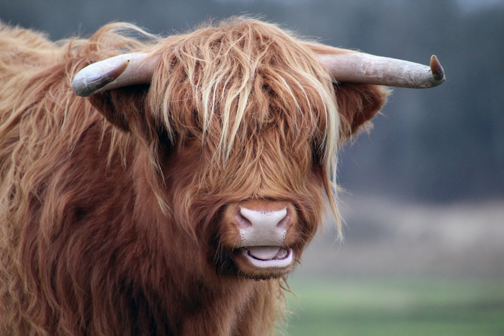 a close up of a yak with long horns