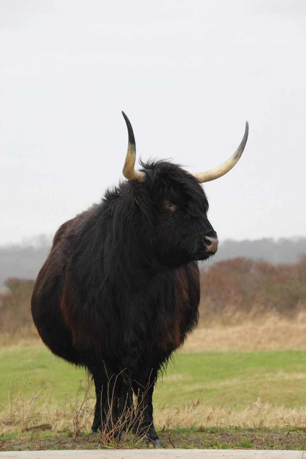 a black bull with long horns standing in a field
