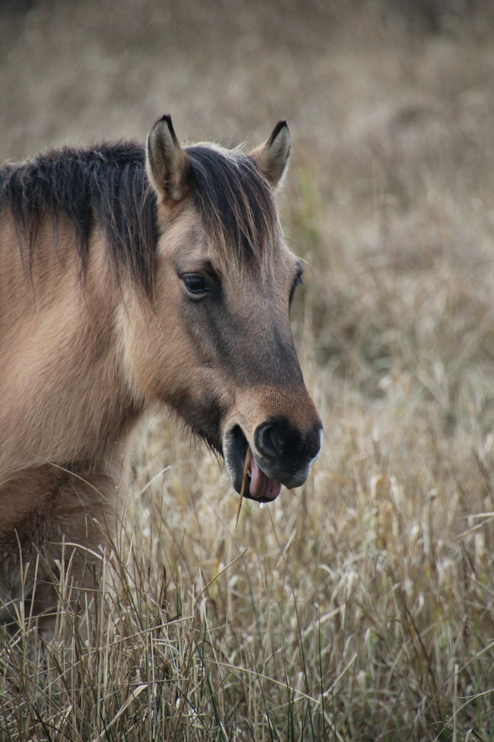 a horse with its mouth open standing in a field