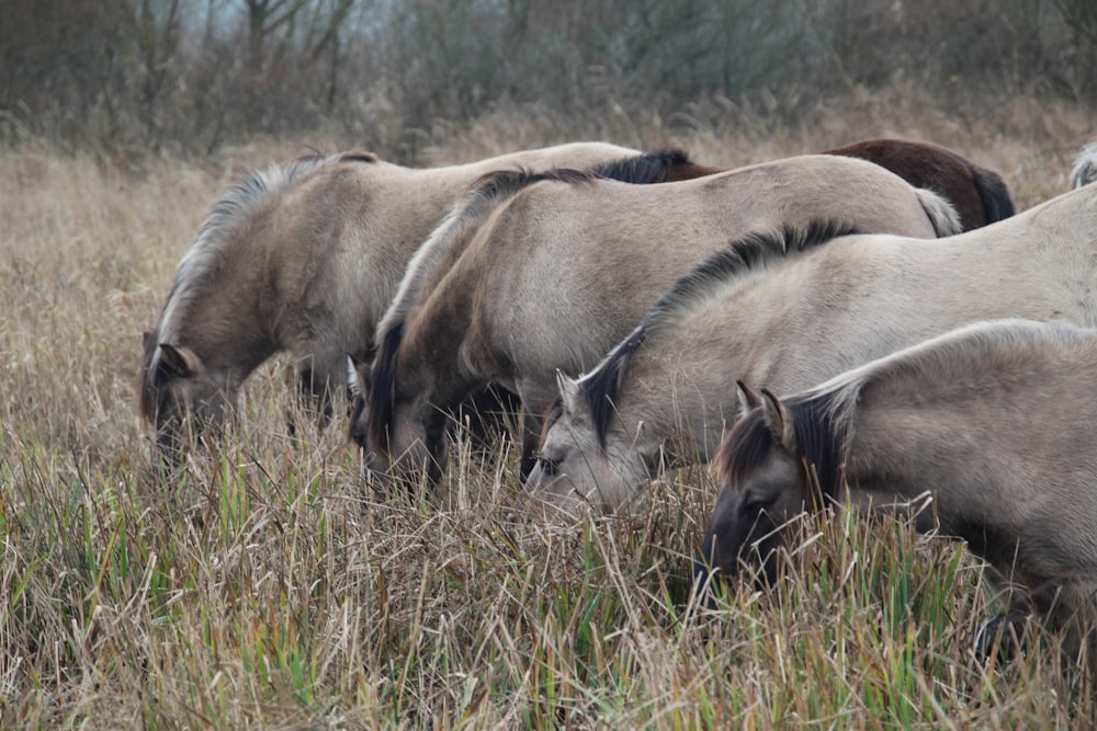 a herd of wild horses grazing on a dry grass covered field