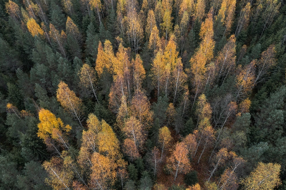 an aerial view of a forest with lots of trees