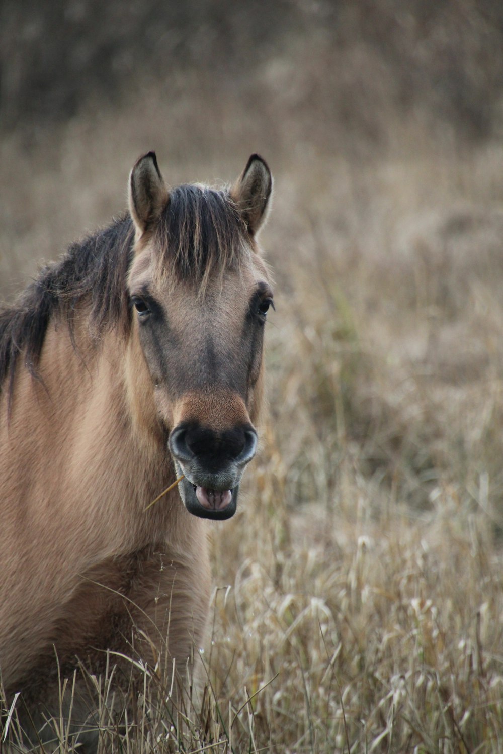 a brown horse standing on top of a dry grass field