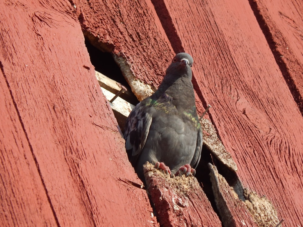 a pigeon is standing in a crack in a red wooden wall