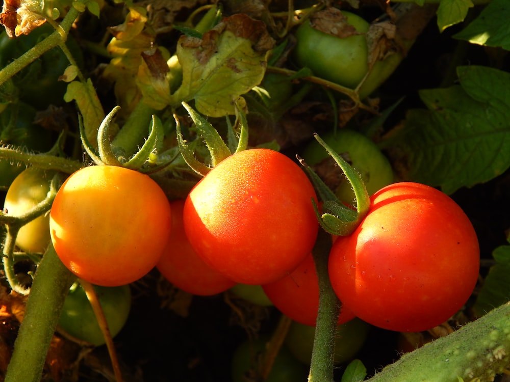 a close up of three tomatoes growing on a plant