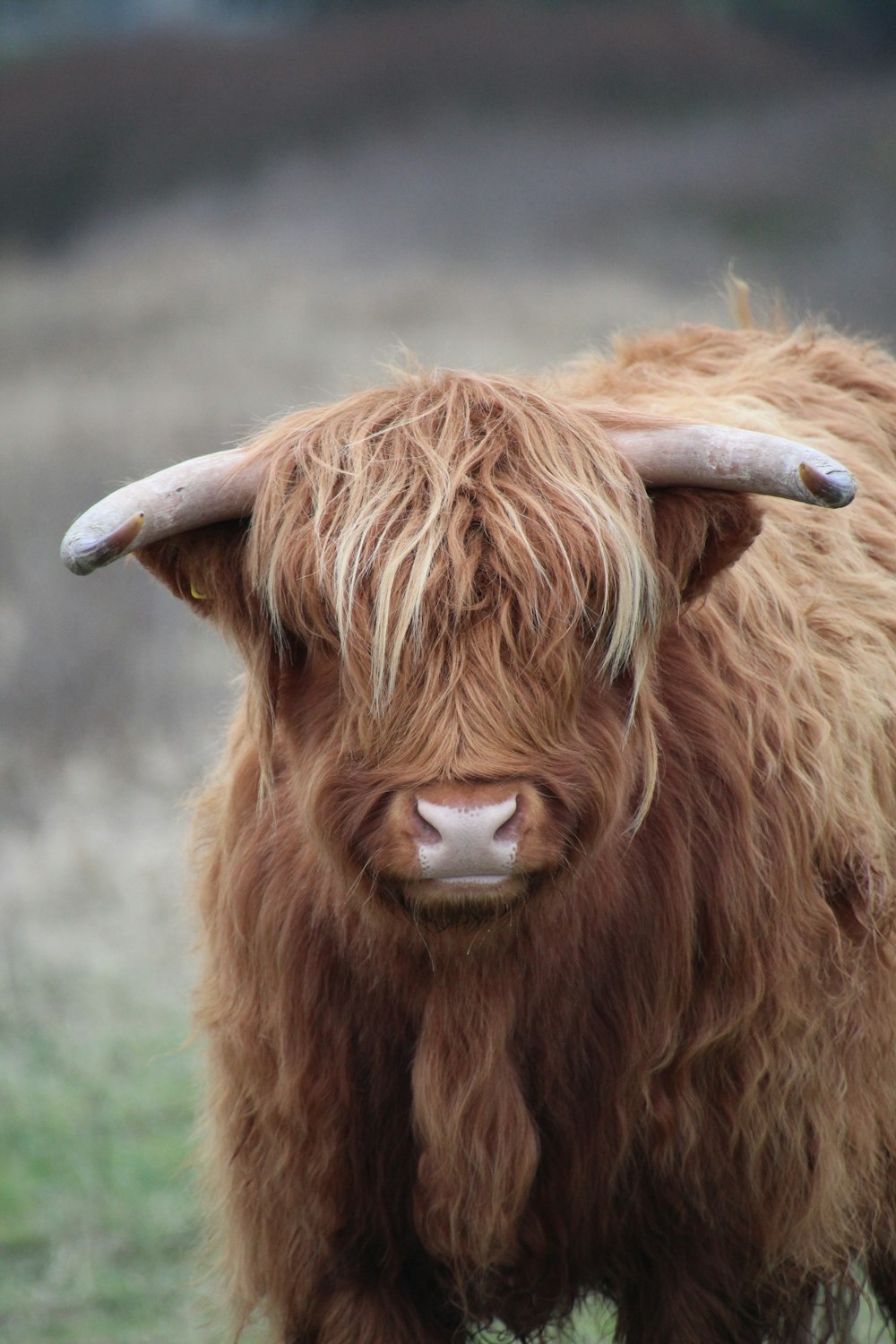 uma vaca castanha com cabelos longos em pé em um campo