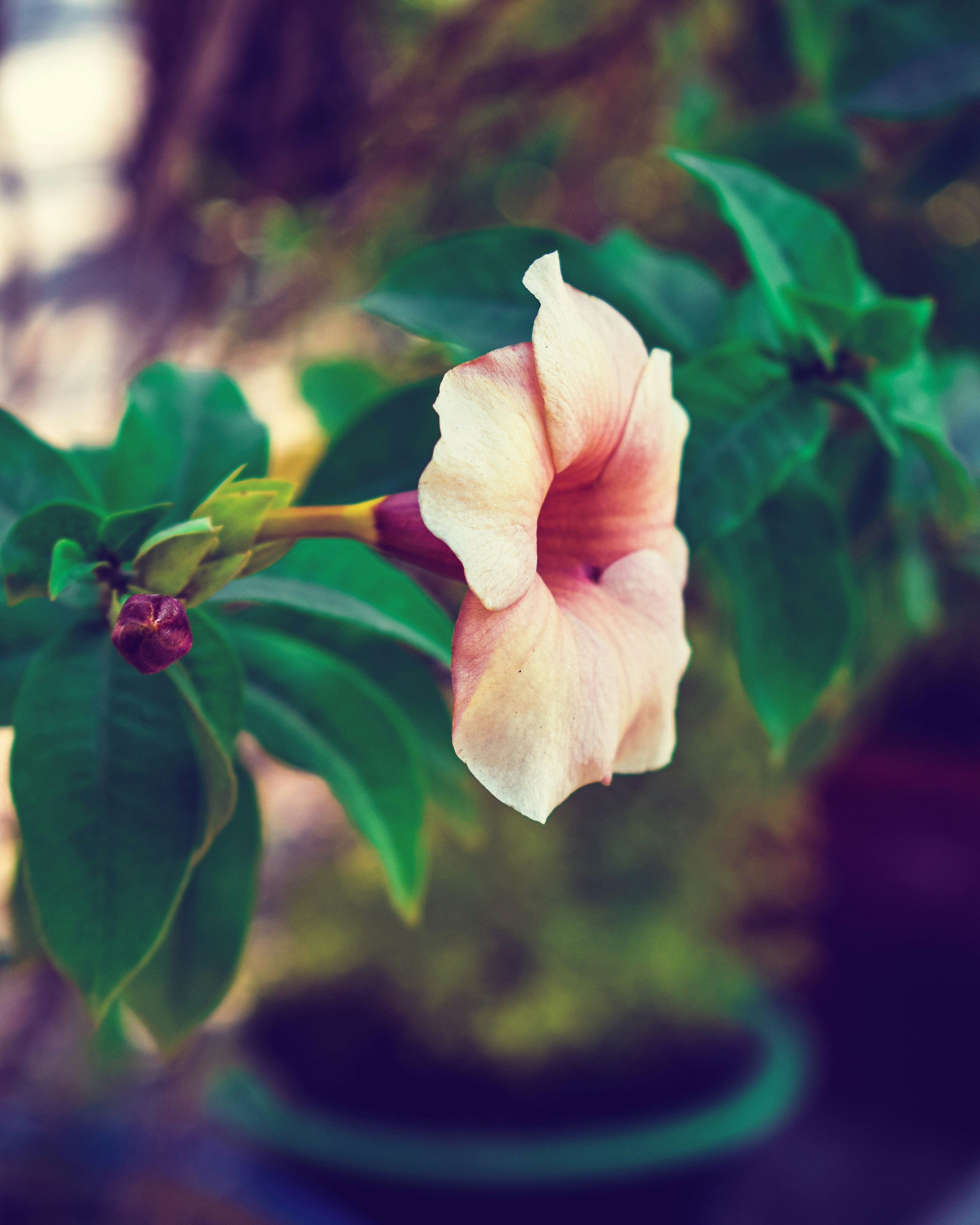 a pink flower with green leaves in a pot