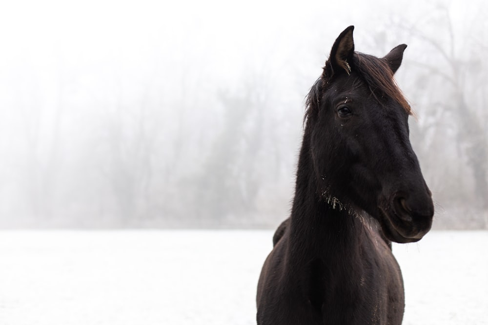 a black horse standing in a snow covered field