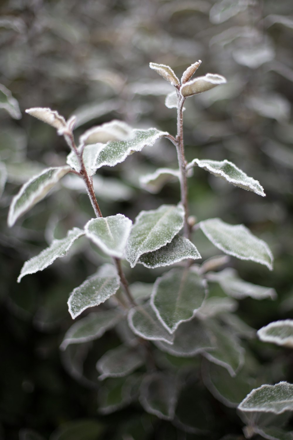 a close up of a plant with frost on it