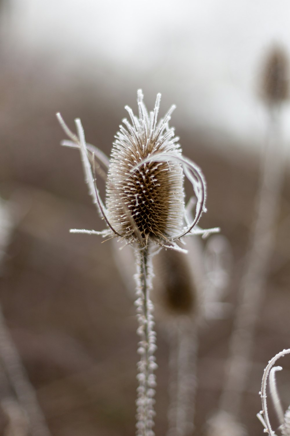 a close up of a flower with frost on it