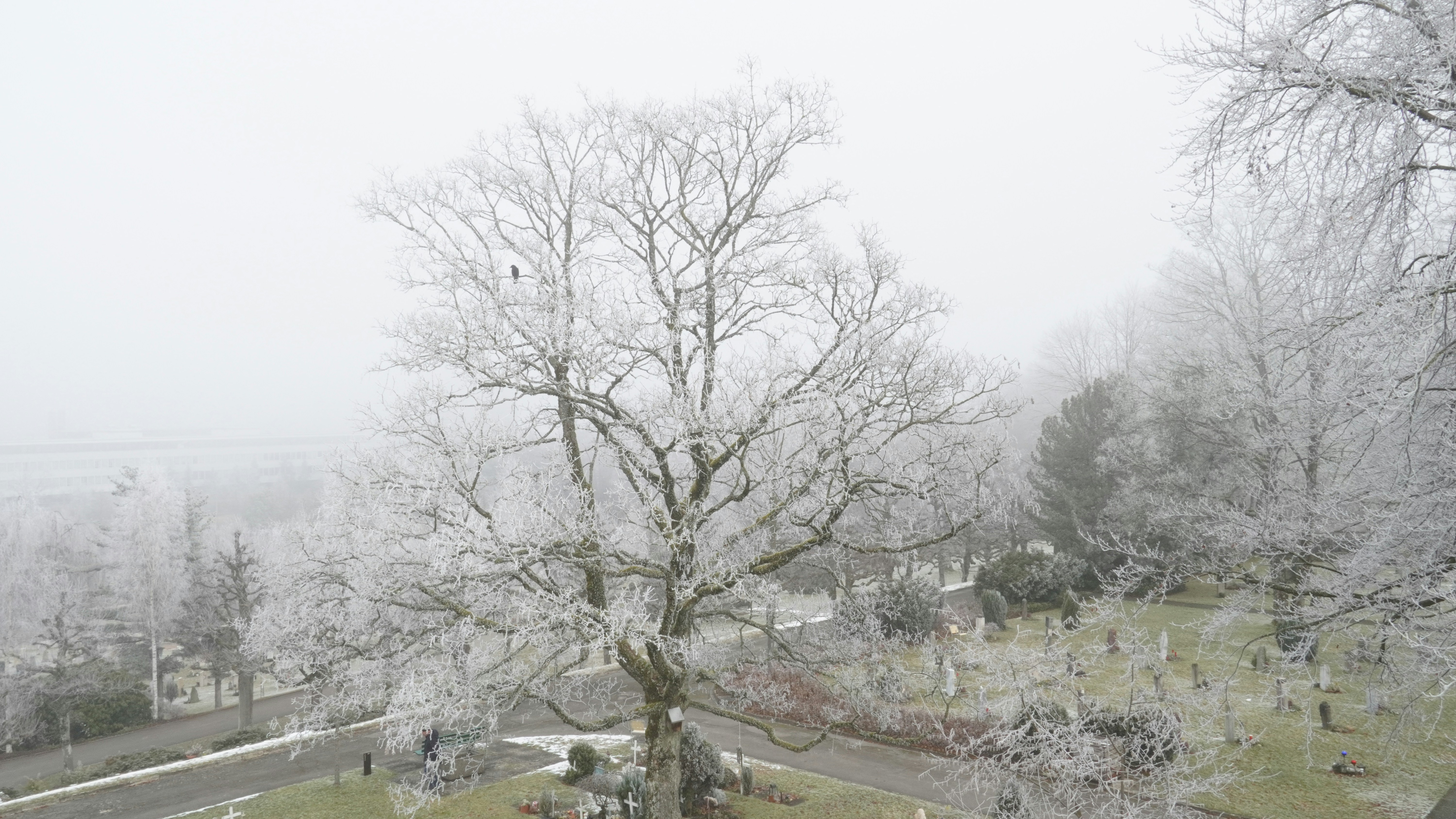 a tree covered in snow next to a road