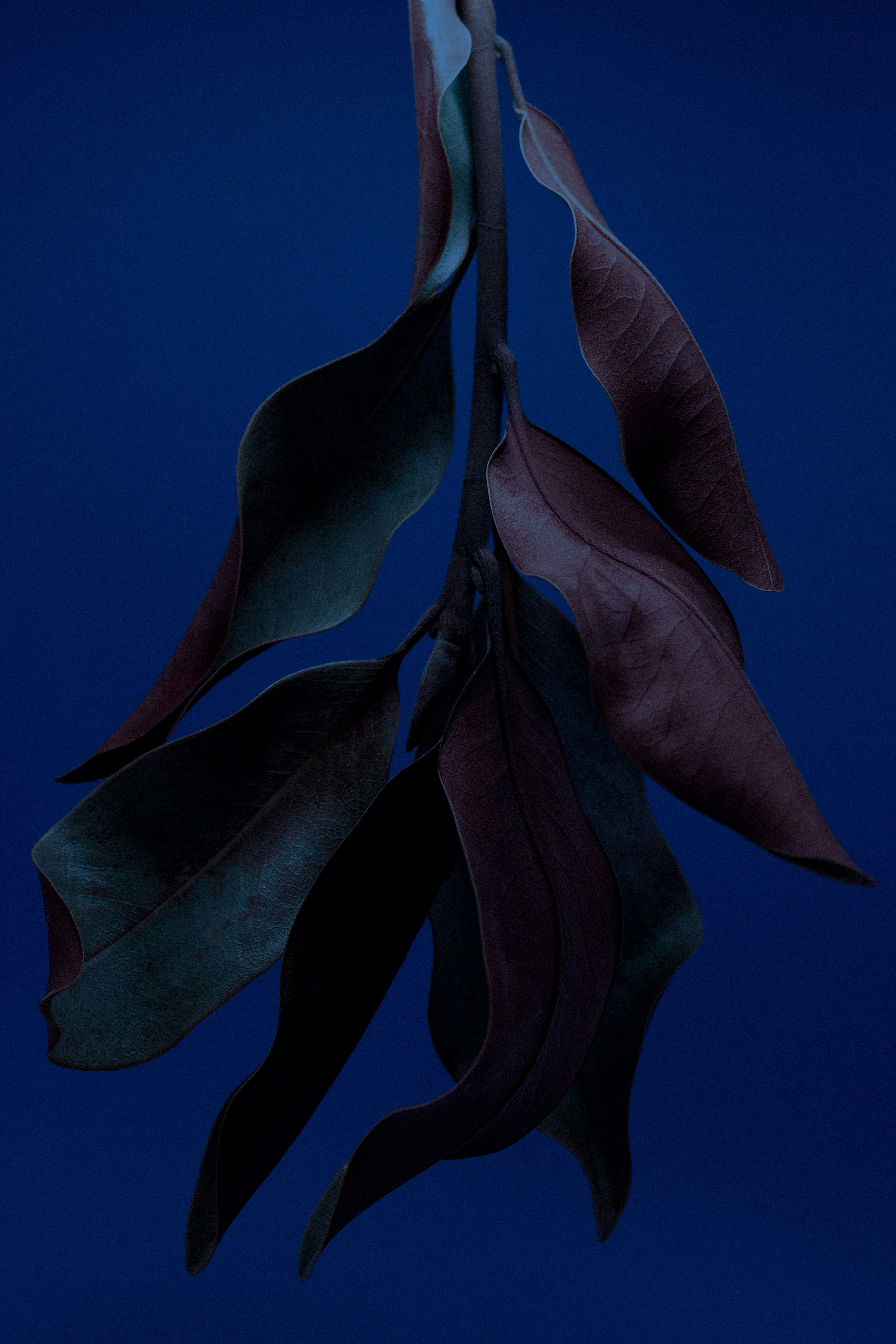 a branch with leaves on a dark blue background