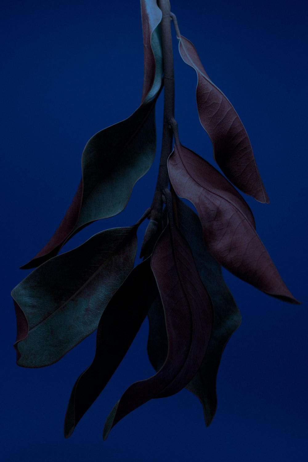 una rama con hojas sobre un fondo azul oscuro