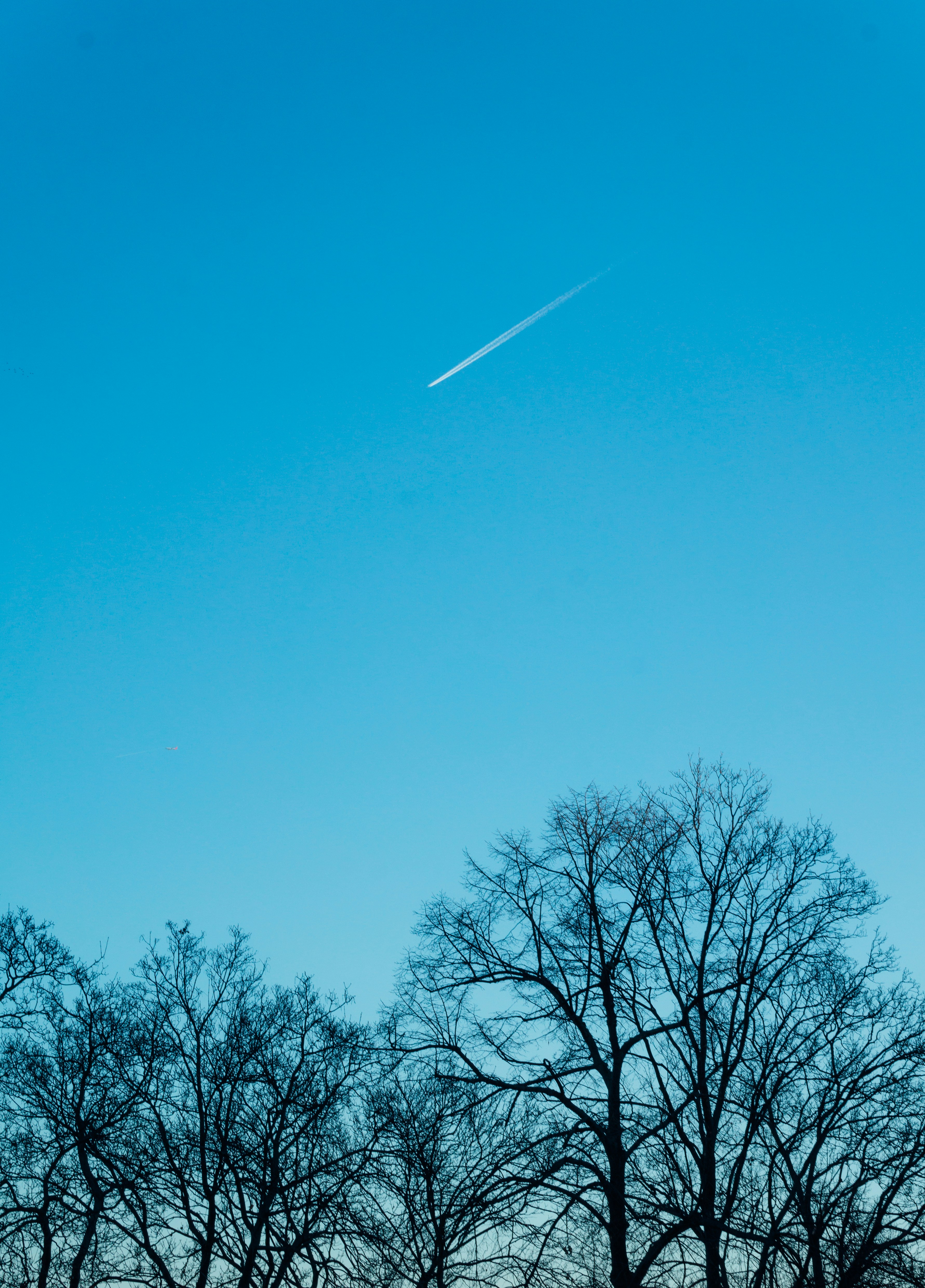 A plane flying in the sky over some trees photo – Free Blue Image on ...