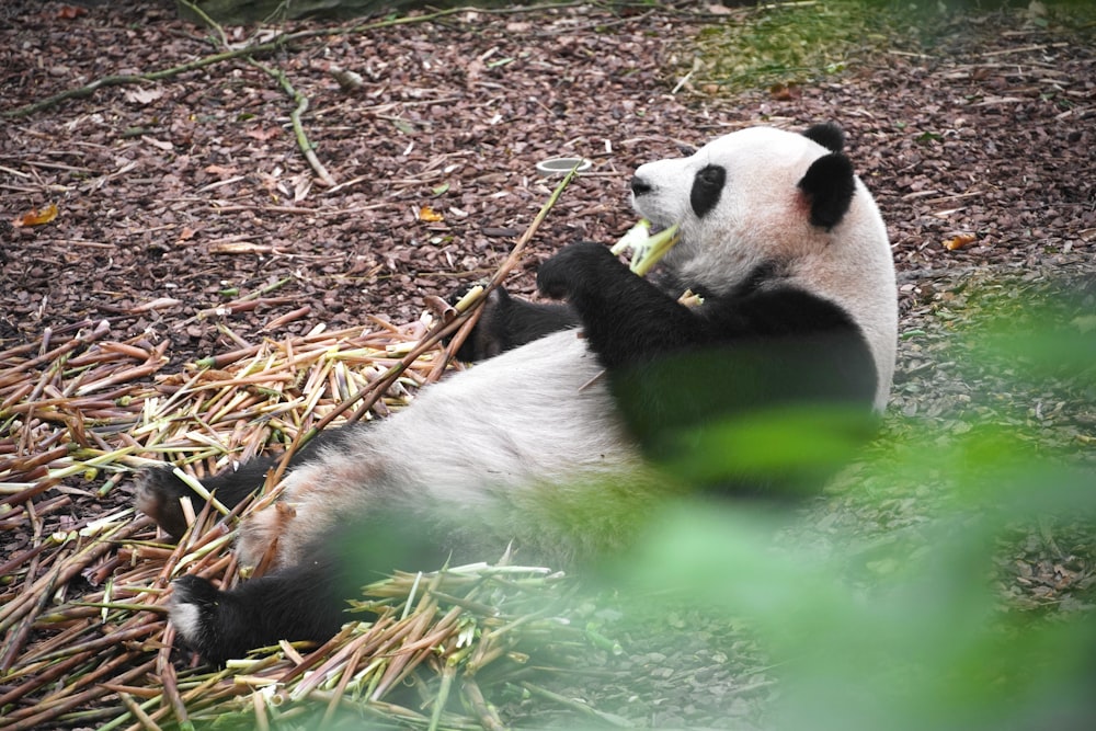 a panda bear sitting on the ground eating bamboo