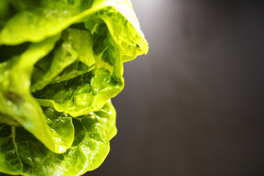a close up of a lettuce with water droplets on it