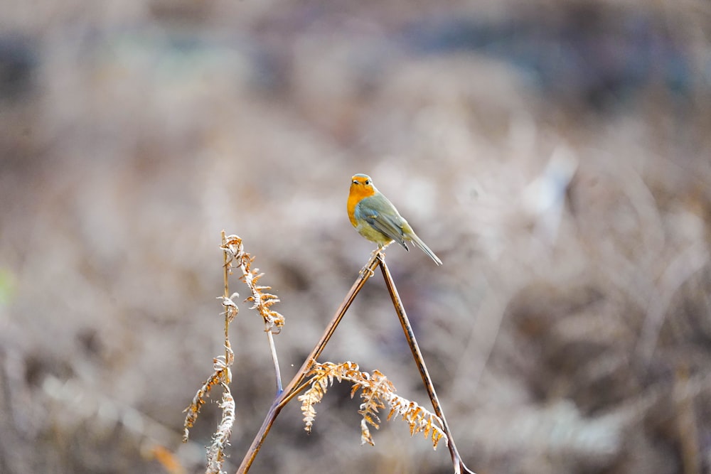 Ein kleiner Vogel sitzt auf einem trockenen Grasfeld