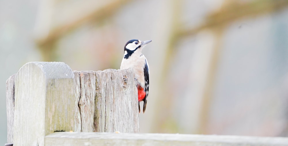 Ein Vogel sitzt auf einem Holzzaun