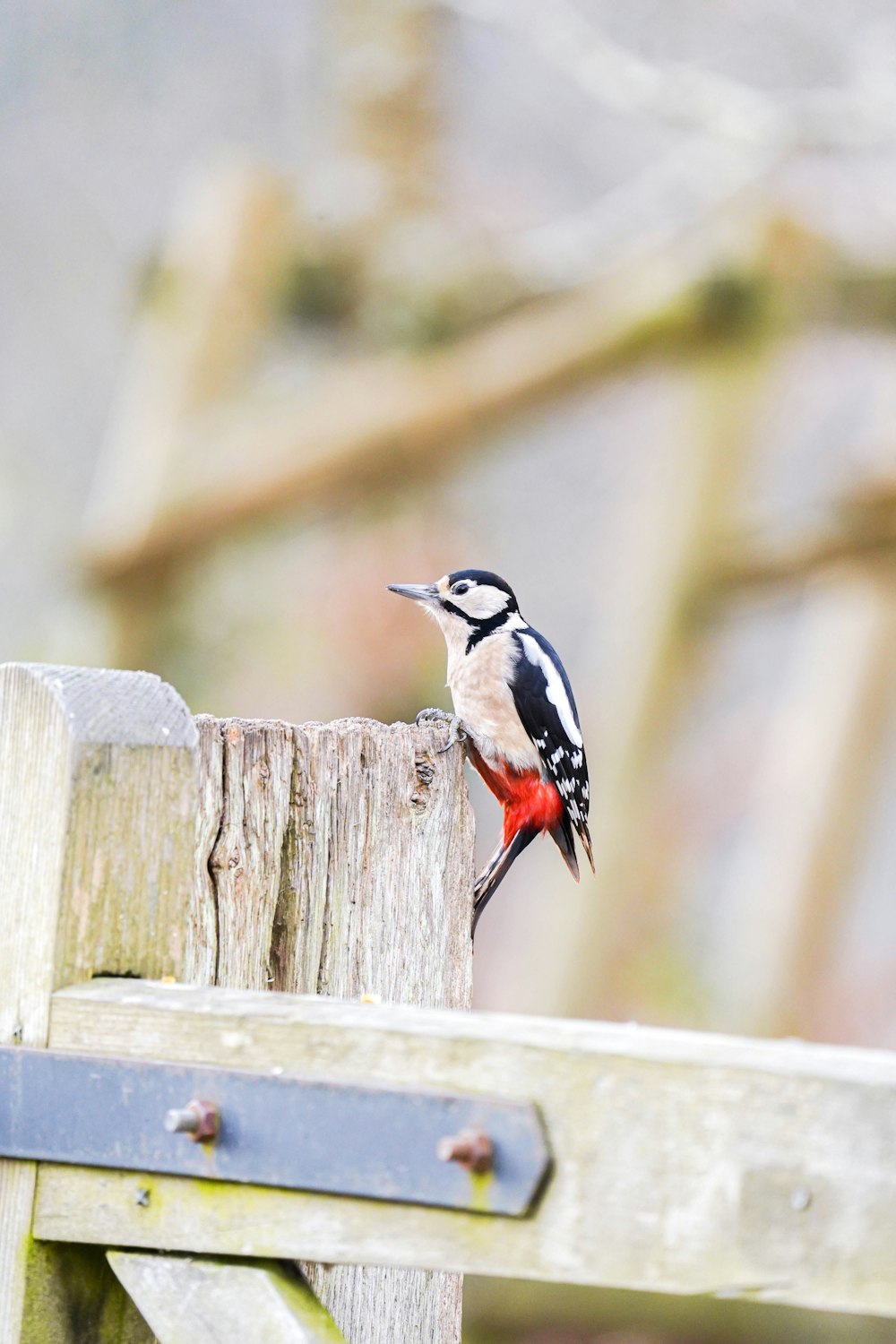 a bird perched on a wooden fence post