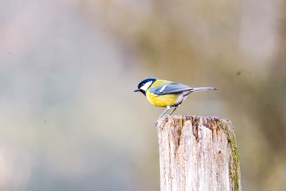 a small bird perched on top of a wooden post