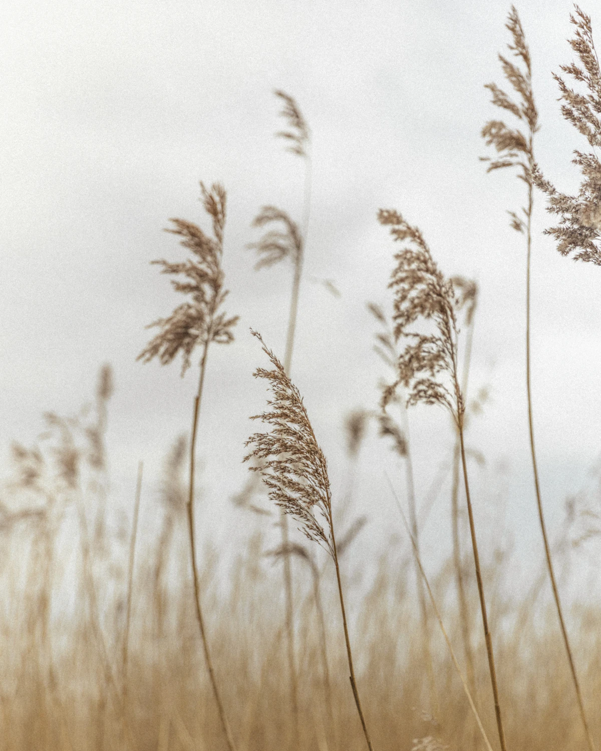 Reeds
