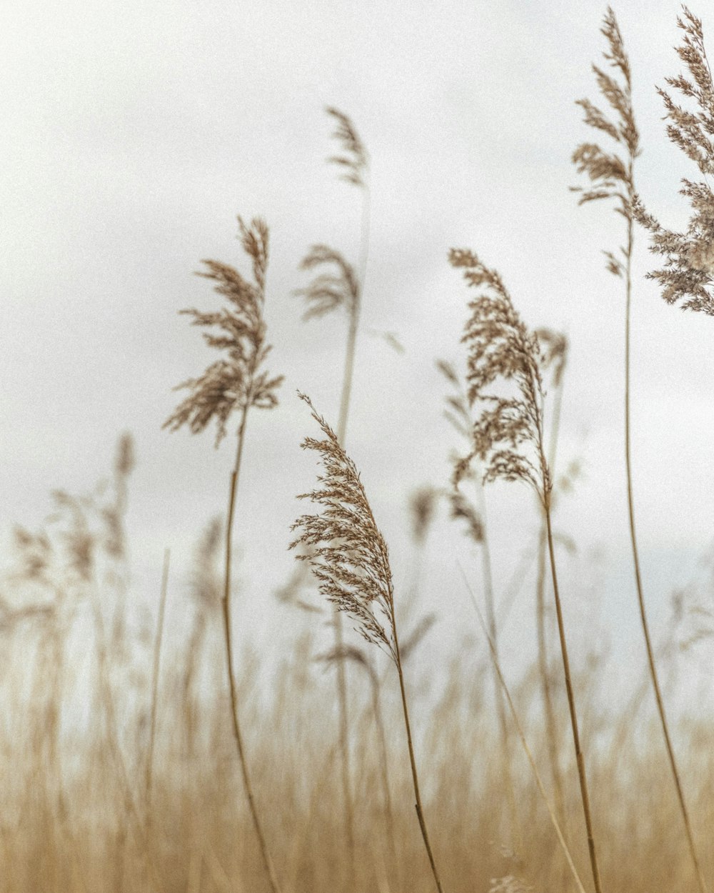 a bunch of tall grass blowing in the wind