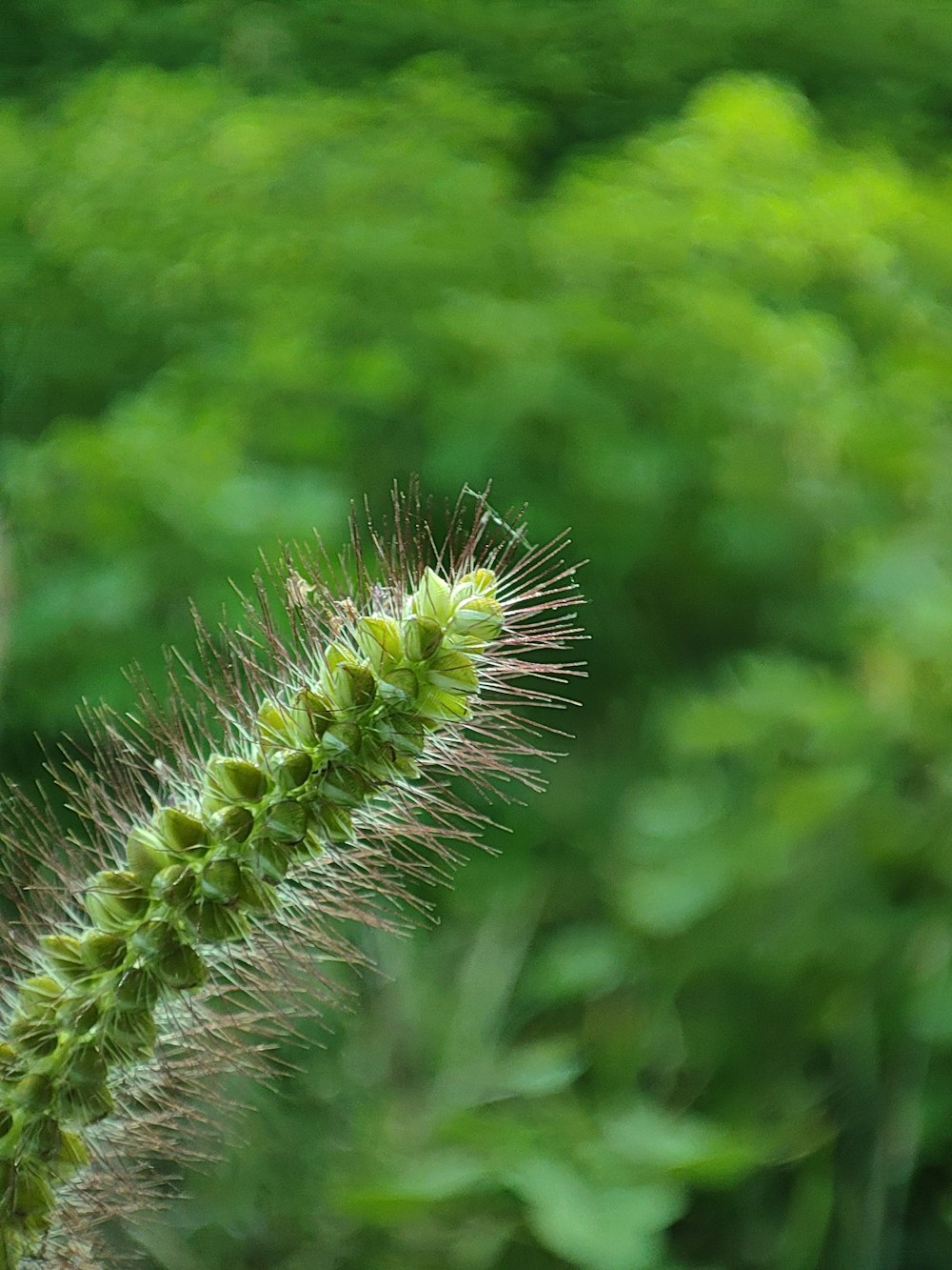 a close up of a plant with a blurry background