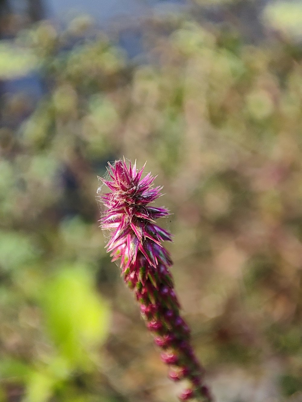 a close up of a flower with a blurry background